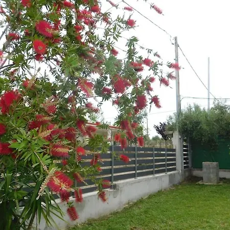 The Grapeyard